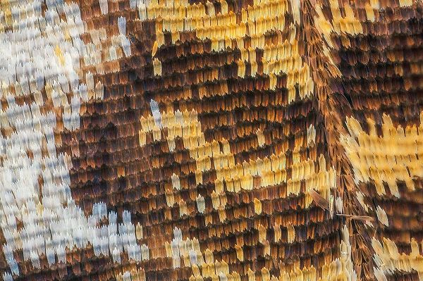 Jones, Adam 아티스트의 Close-up of butterfly wing scales작품입니다.